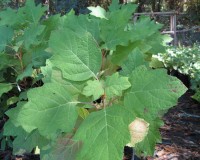 hydrangea quercifolia leaves 1.jpg
